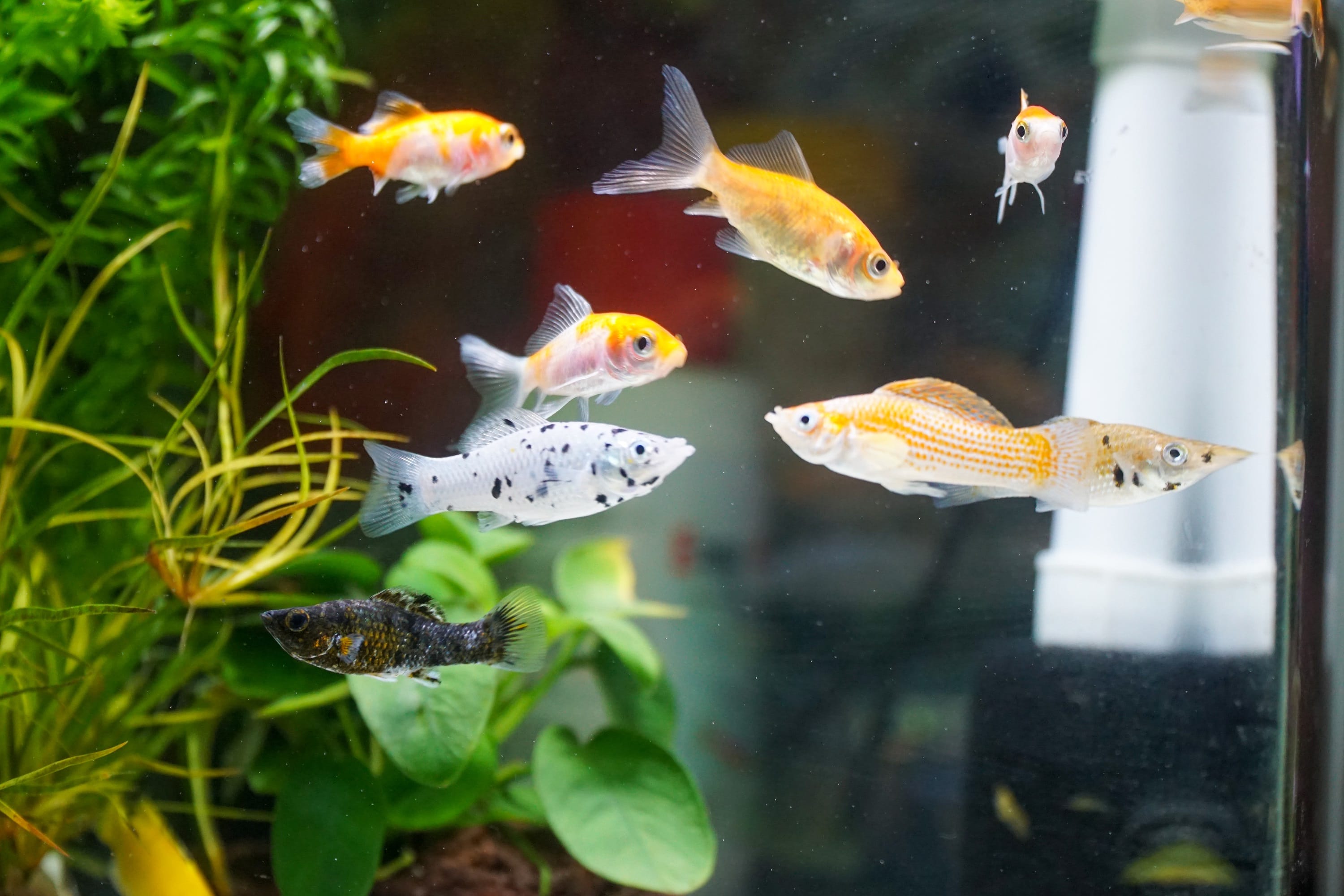 A photograph of many orange and white fish in a tank